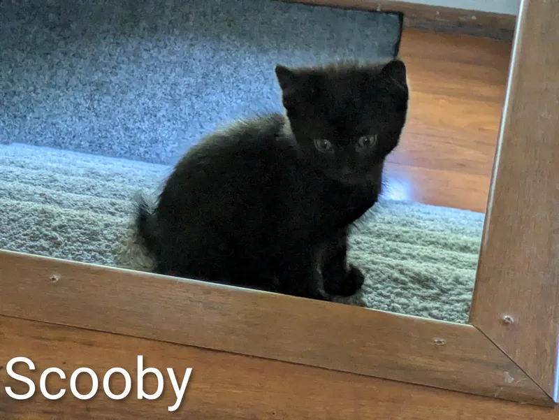 A baby medium-sized male Black Domestic Short Hair cat named Scooby for adoption in Farmington, MN