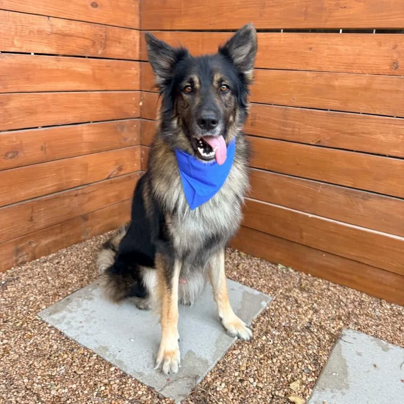An adult large-sized male German Shepherd Dog dog named Bear for adoption in San Antonio, TX