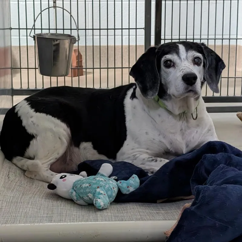 A senior medium-sized male White / Cream Mixed Breed dog named Buddy for adoption in Fredericksburg, VA