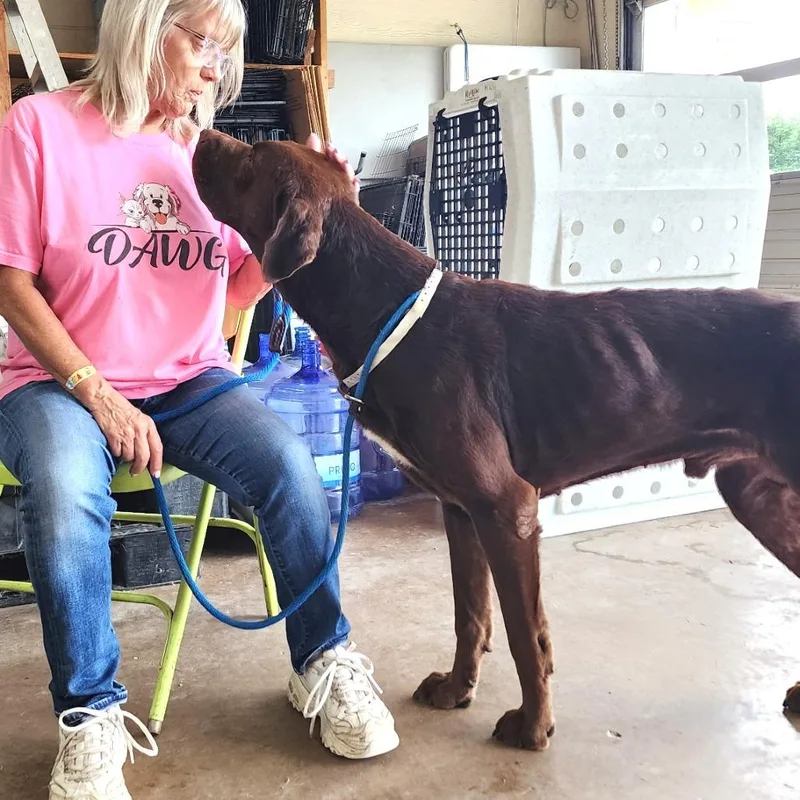 An adult large-sized male Red / Chestnut / Orange Mixed Breed dog named Eeyore for adoption in Denison, TX
