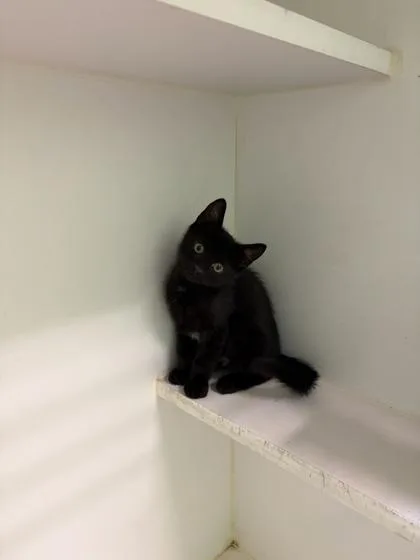 An adult small-sized female Domestic Short Hair cat named Obsidian for adoption in Mansfield, TX