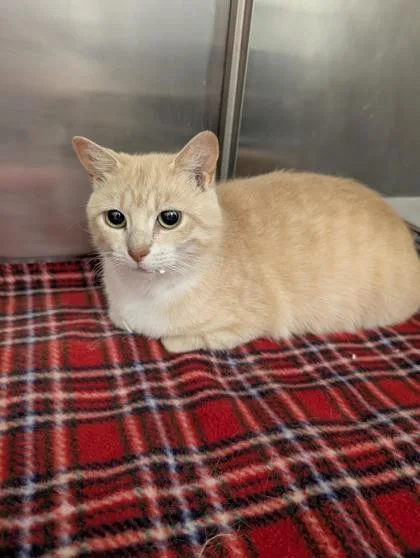 An adult small-sized female Domestic Short Hair cat named Bev for adoption in West Chester, PA
