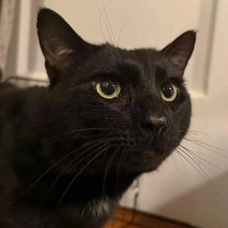 An adult small-sized male Black Domestic Short Hair cat named Weasel for adoption in Long Island City, NY