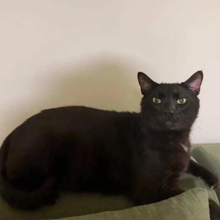 Weasel thumbnail 2