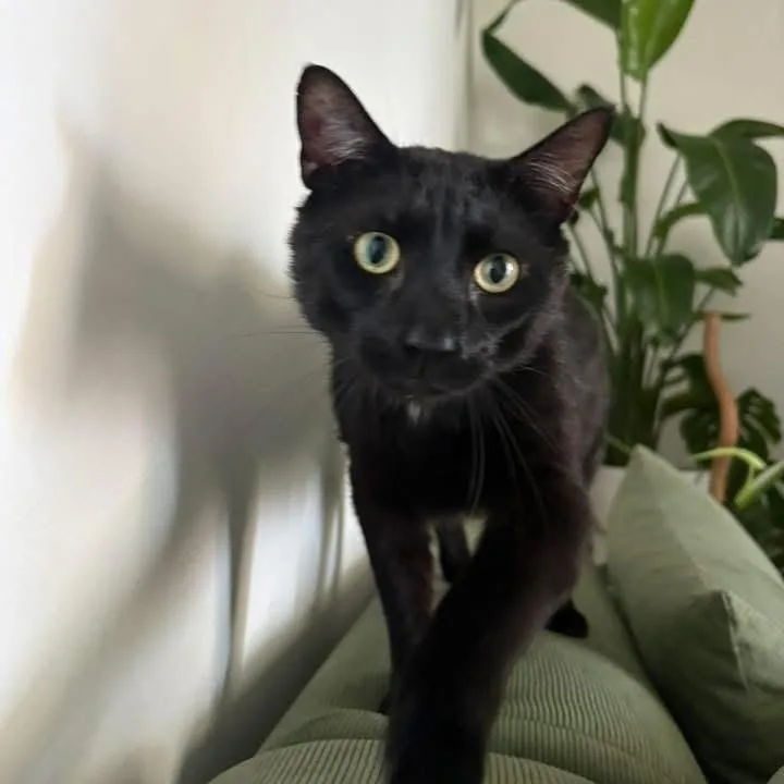 Weasel thumbnail 3