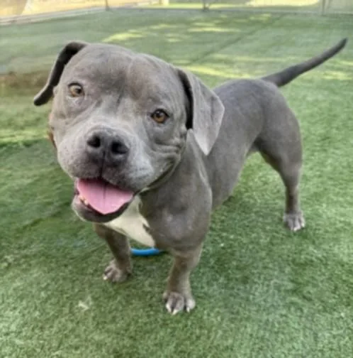 An adult medium-sized female Pit Bull Terrier dog named Storm for adoption in Chatsworth, CA