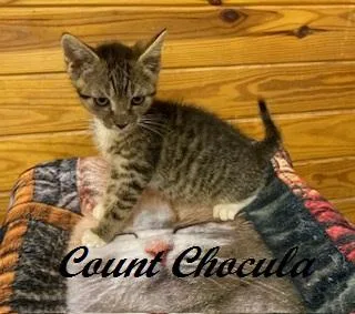 A baby medium-sized male Tabby (Leopard / Spotted) Tabby cat named Count Chocula for adoption in Southern Pines, NC