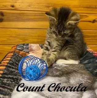 Count Chocula thumbnail 2
