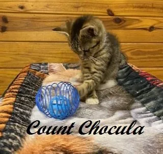 Count Chocula thumbnail 4