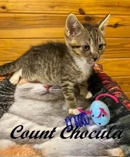 Count Chocula thumbnail 5