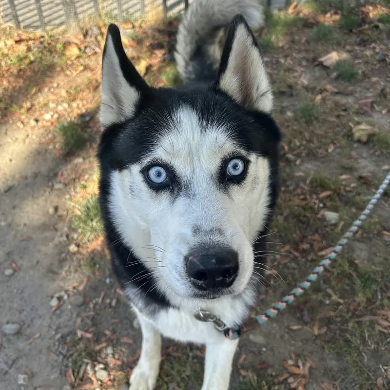An adult medium-sized male Black Siberian Husky dog named Wolfgang for adoption in Buffalo, NY