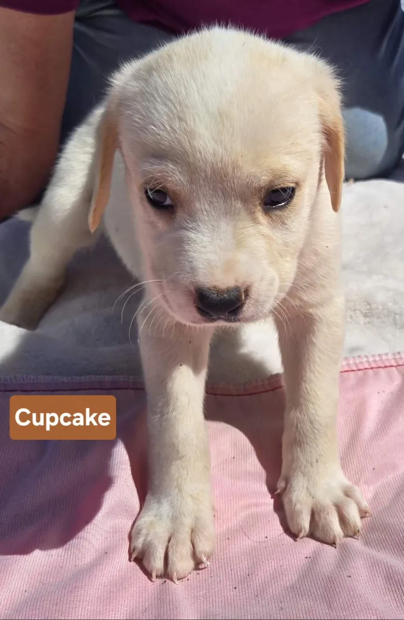 Cupcake   $