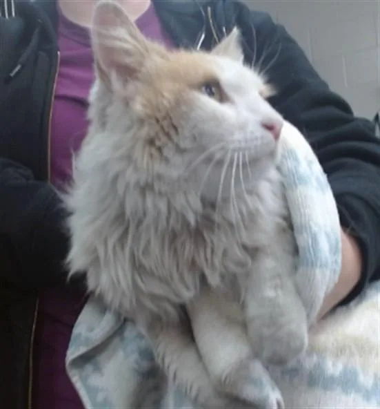 An adult medium-sized male Domestic Long Hair cat named Charlie for adoption in Salinas, CA