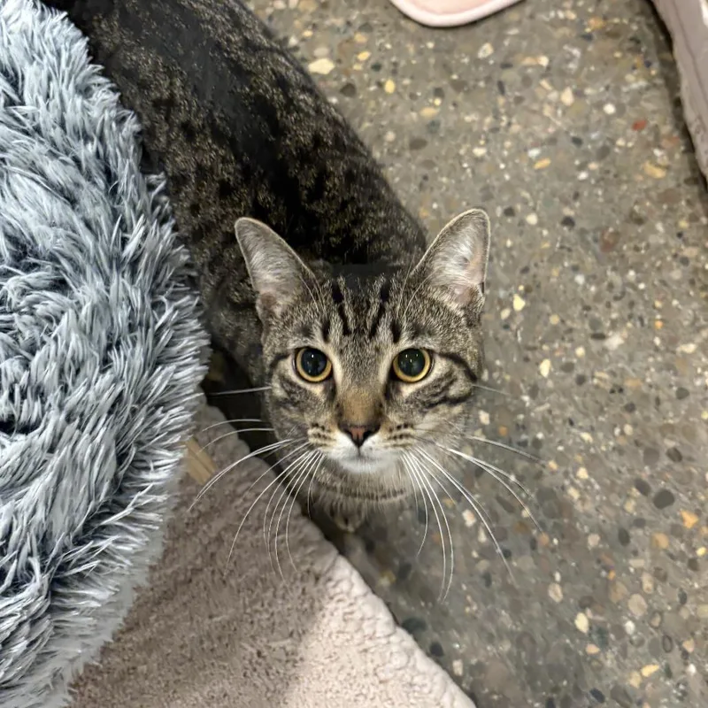 A young medium-sized male Brown / Chocolate Domestic Short Hair cat named Kevin for adoption in Louisville, KY