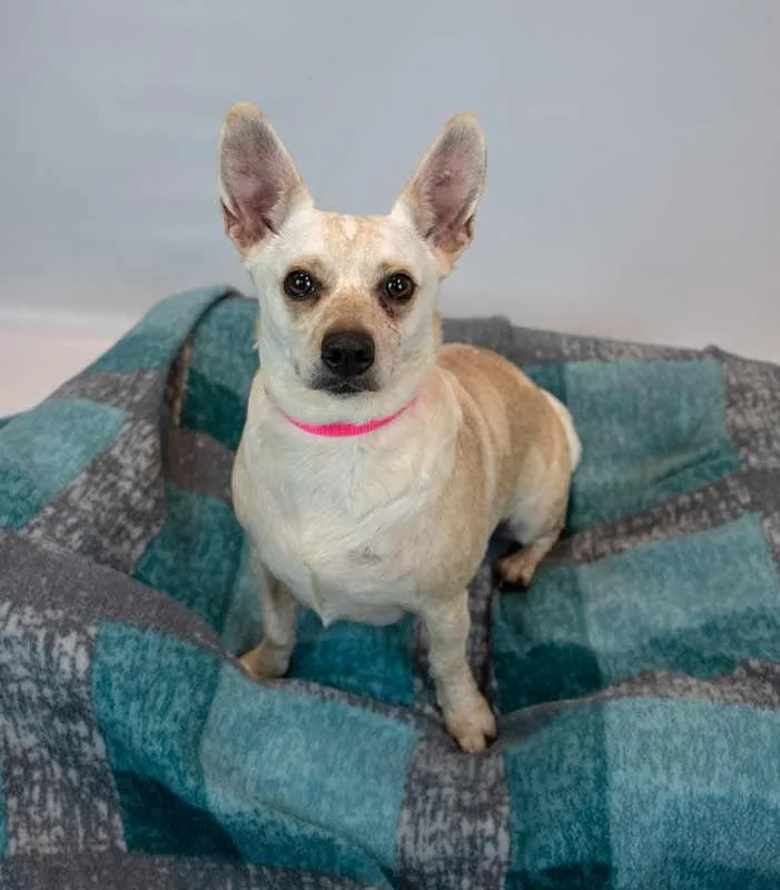 An adult small-sized female Jack Russell Terrier dog named Kizzy for adoption in Kennesaw, GA