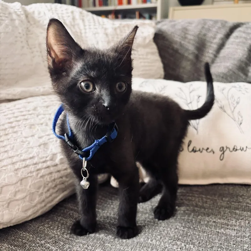 A baby small-sized male Black Domestic Short Hair cat named Ash for adoption in Miami, FL