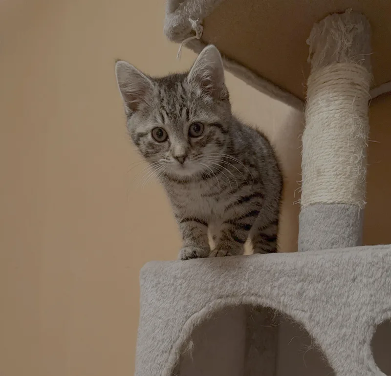 A baby small-sized male Domestic Short Hair cat named Acorn for adoption in Bethel Park, PA