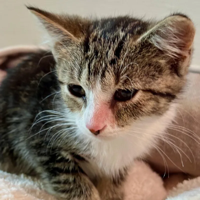 A baby small-sized female Brown / Chocolate Domestic Short Hair cat named Dot for adoption in Coralville, IA