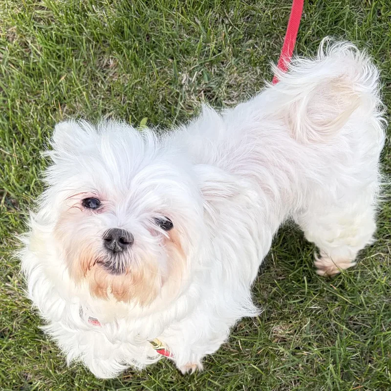 A senior small-sized female Maltese dog named Dawn for adoption in Hartland, WI