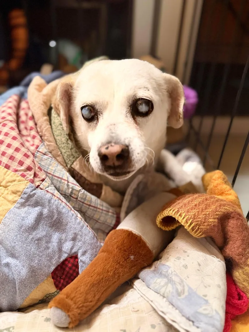 A senior small-sized male Mixed Breed dog named Larry for adoption in Visalia, CA