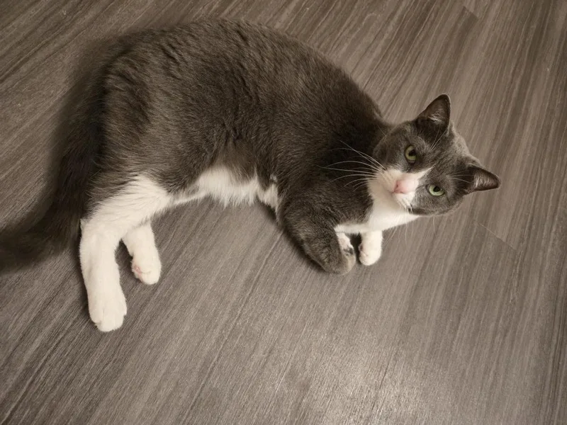 An adult medium-sized female Gray / Blue / Silver Domestic Short Hair cat named Jade Boots for adoption in Chandler, AZ