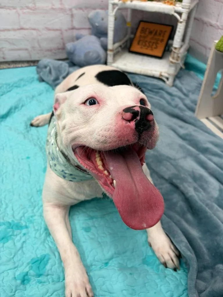 An adult large-sized female Pit Bull Terrier dog named Oink for adoption in Detroit, MI