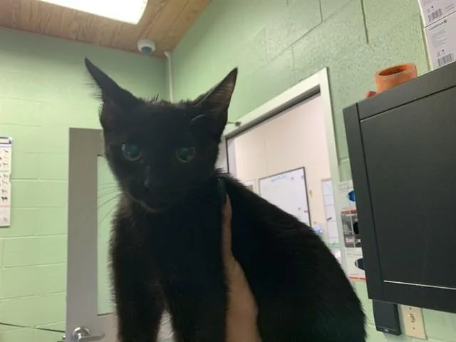 A baby small-sized female Domestic Short Hair cat named Morticia for adoption in Grand Prairie, TX