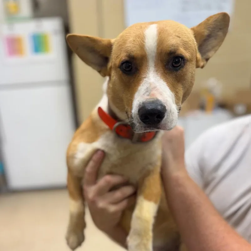 An adult medium-sized male Yellow / Tan / Blond / Fawn Corgi dog named Knox for adoption in Lucedale, MS