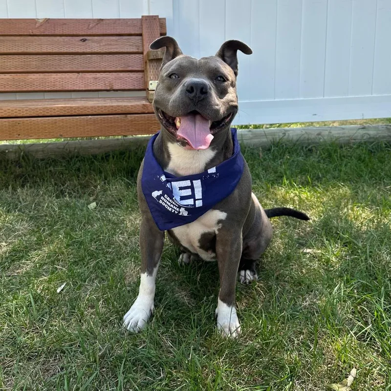 A young medium-sized female American Staffordshire Terrier dog named Dream for adoption in Logan, UT