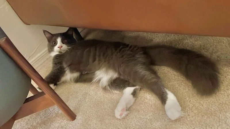 A baby medium-sized male Domestic Medium Hair cat named Bern for adoption in tucson, AZ