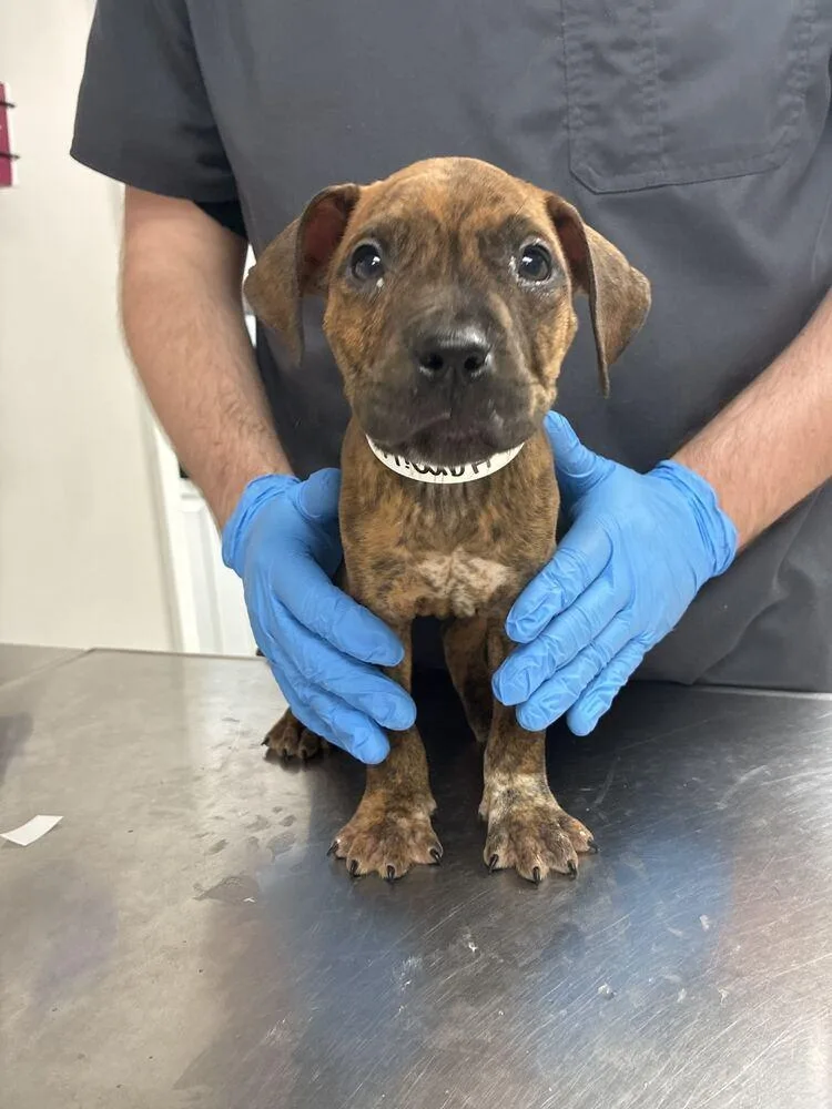 A baby small-sized male Boxer dog named Hamilton for adoption in Marietta, GA