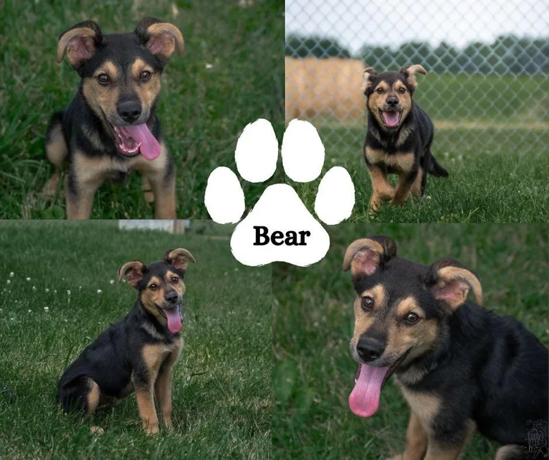 A baby medium-sized male Brown / Chocolate Shepherd dog named Bear for adoption in Albany, NY