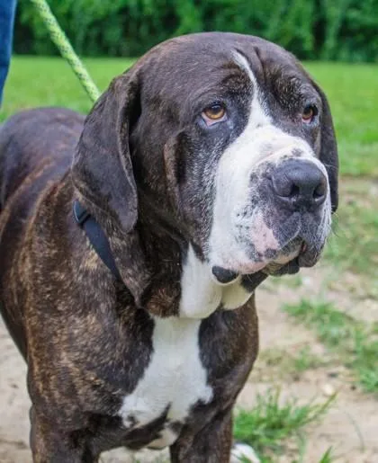An adult large-sized male Mixed Breed dog named Sully for adoption in West Chester, PA