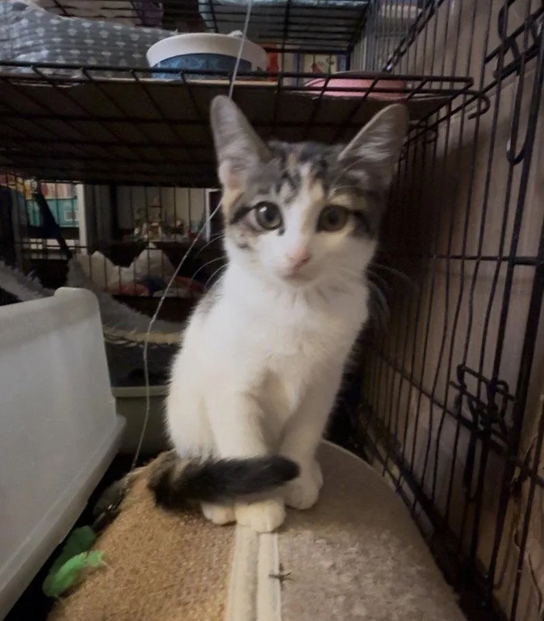A young medium-sized female Domestic Short Hair cat named Truffle for adoption in Locust Grove, VA