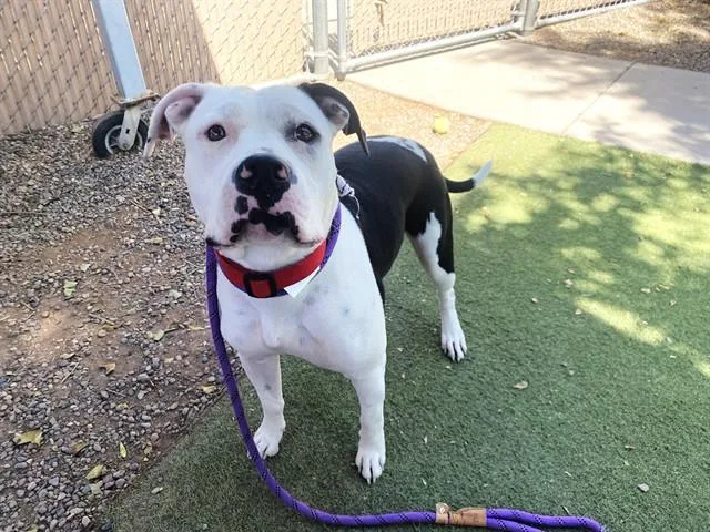 A young large-sized female Pit Bull Terrier dog named Princess for adoption in Phoenix, AZ