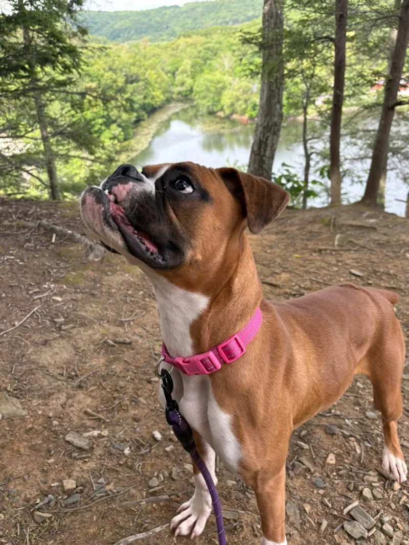 A young medium-sized female Boxer dog named Moxie for adoption in Monticello, NY