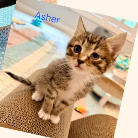 Asher