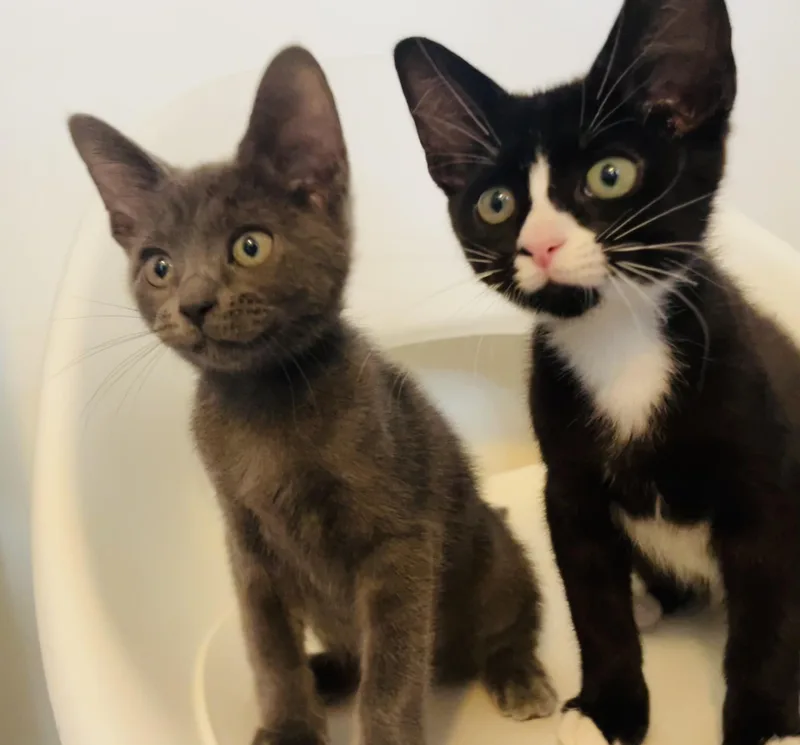 A baby medium-sized female Black & White / Tuxedo Domestic Short Hair cat named Ida for adoption in Portland, OR