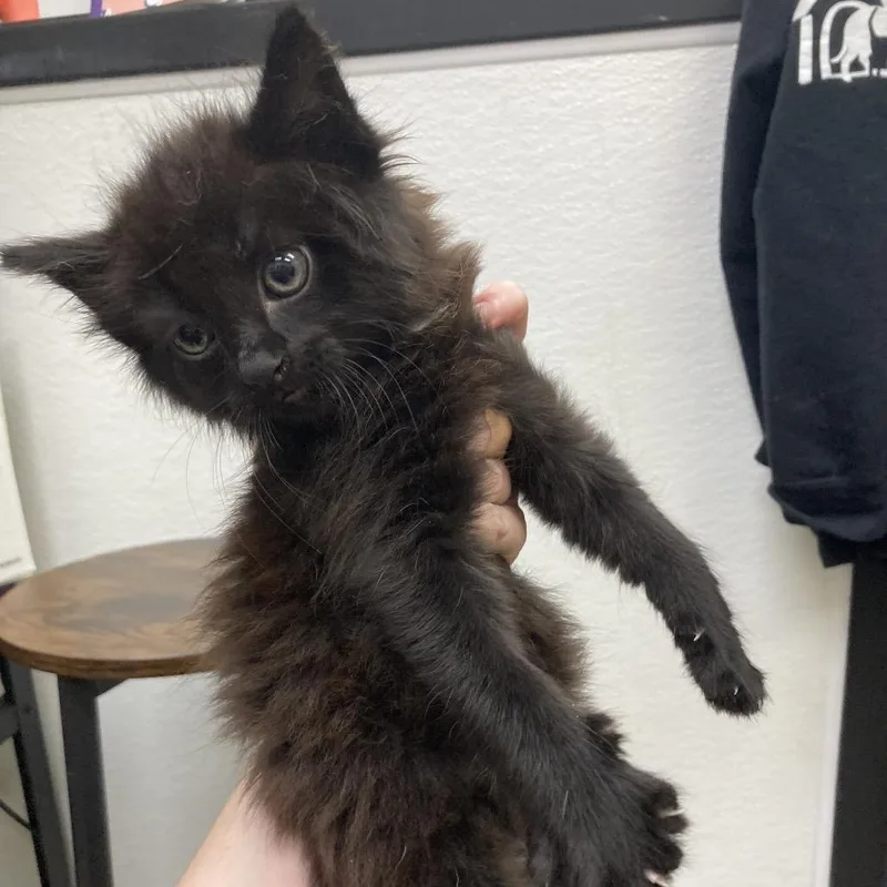 A baby small-sized male Black Domestic Long Hair cat named Litten for adoption in Galveston, TX