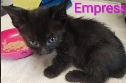 A young medium-sized female Domestic Short Hair cat named Empress for adoption in Kansas City, MO