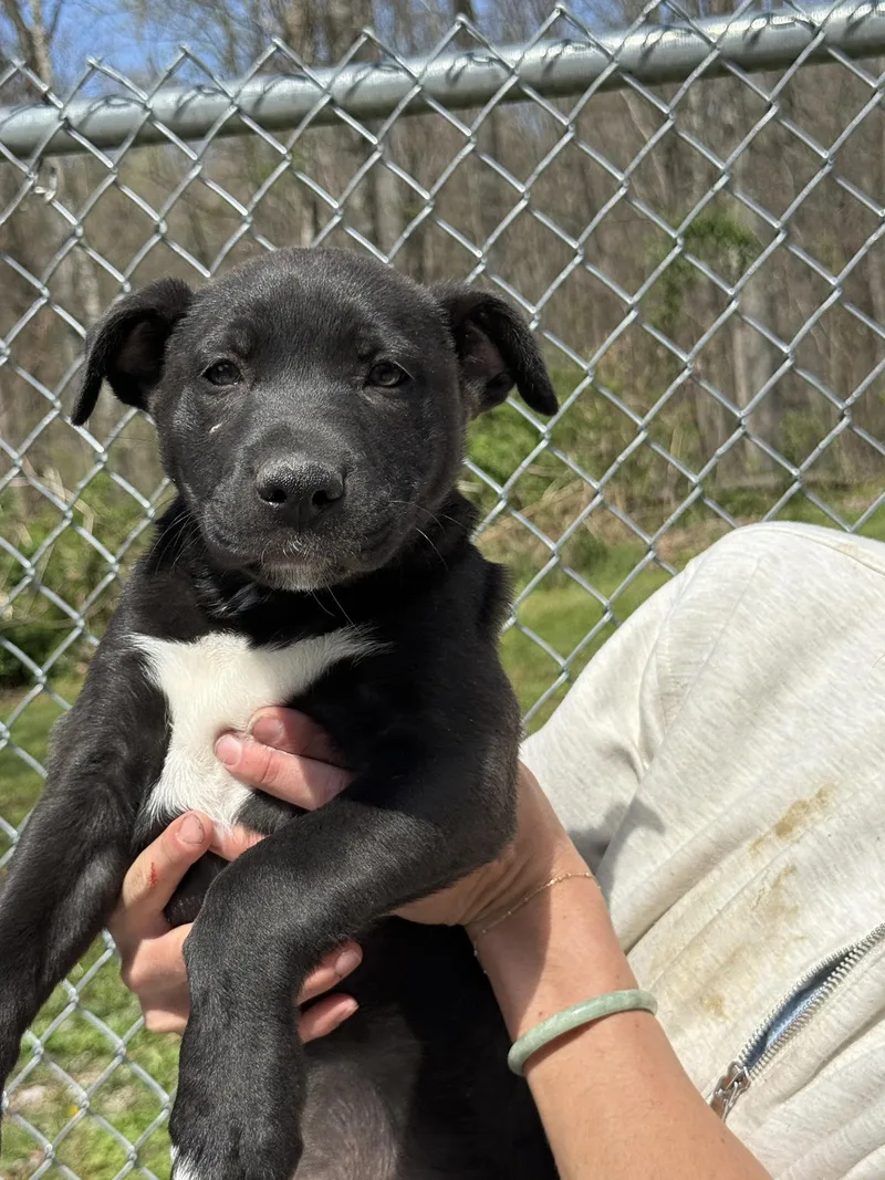 A baby large-sized female Black Black Labrador Retriever dog named Holly for adoption in Talbott, TN