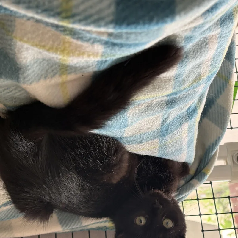 A baby medium-sized female Black Domestic Medium Hair cat named Flora for adoption in Frederick, MD