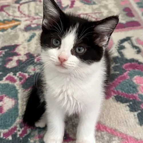 A baby small-sized female Black Domestic Short Hair cat named Sprinkles for adoption in Georgetown, KY