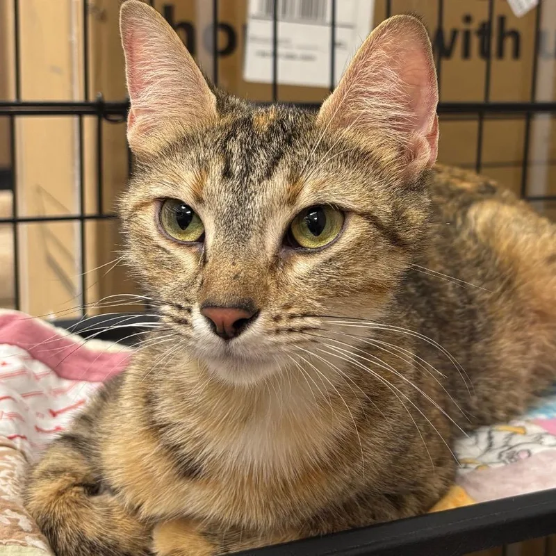 A young medium-sized female Tortoiseshell Domestic Short Hair cat named 7/11 for adoption in Naperville, IL