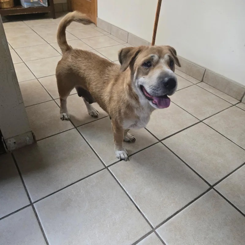 An adult medium-sized female Shar-Pei dog named Rina for adoption in West Branch, MI