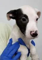 A baby small-sized female Mixed Breed dog named Ohara for adoption in Cincinnati, OH