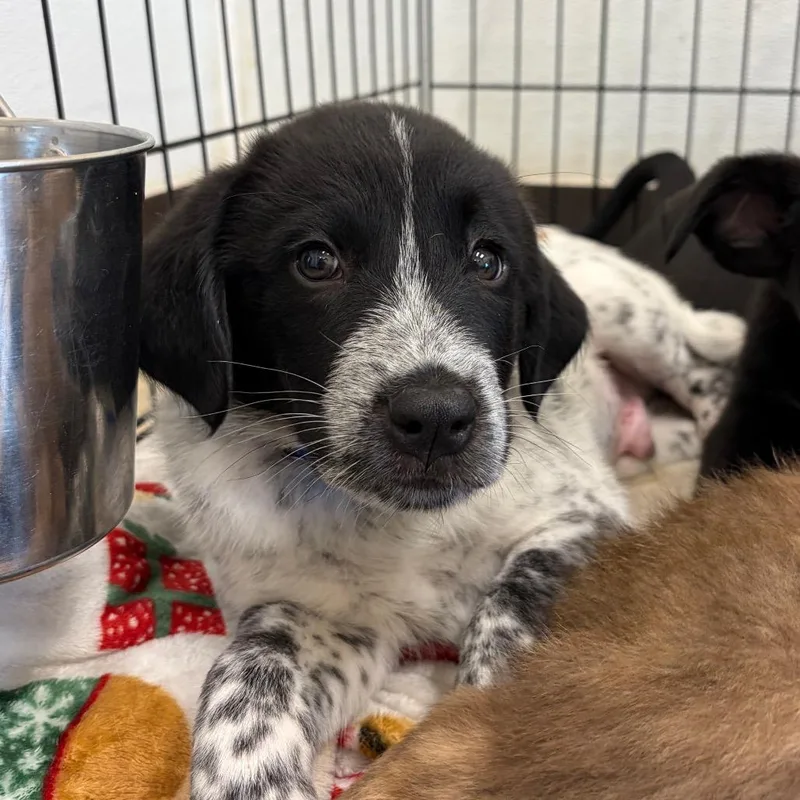 A baby medium-sized male Mixed Breed dog named Wade for adoption in Cumming, GA