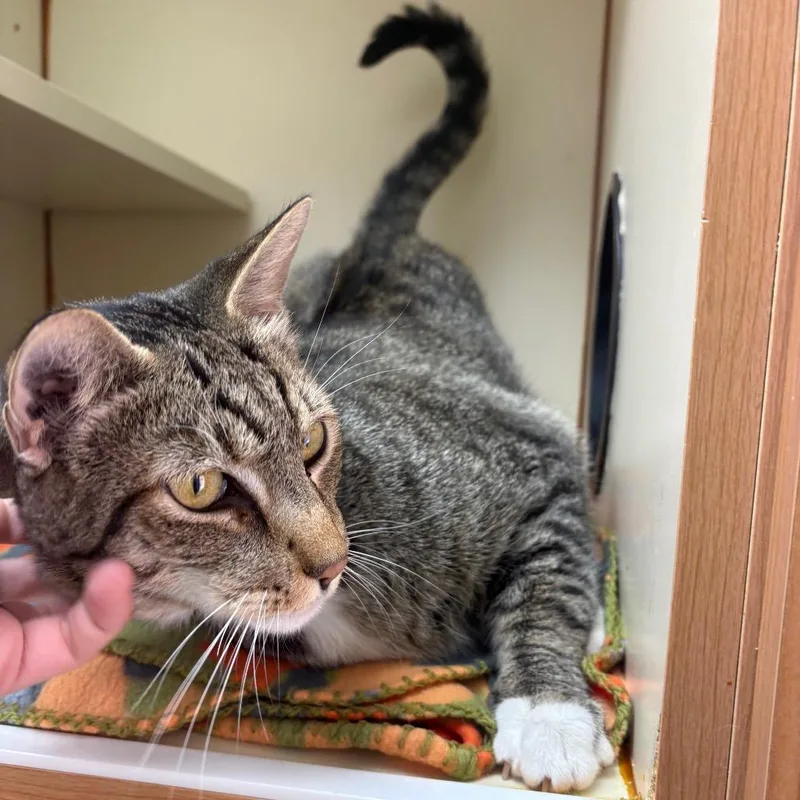 An adult large-sized male Black Domestic Short Hair cat named Fermi for adoption in Albuquerque, NM