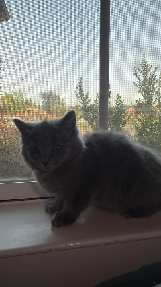 A baby small-sized female Domestic Short Hair cat named Rain for adoption in Dallas, TX