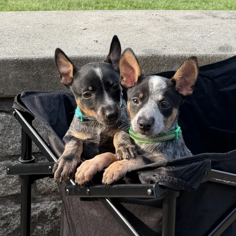 A baby medium-sized female Tricolor (Brown, Black, & White) Australian Cattle Dog / Blue Heeler dog named Annie for adoption in Richmond, VA